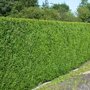 Thuja plicata 'Atrovirens'